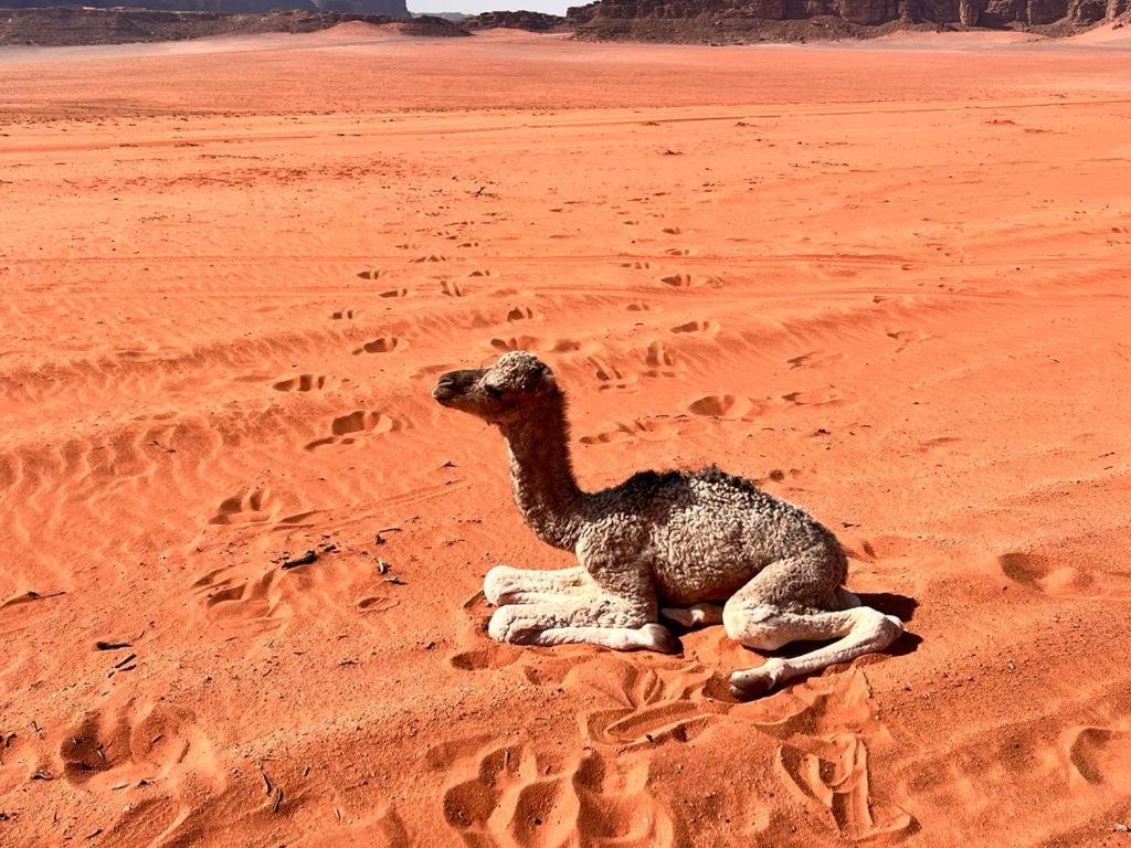 Wadi Rum Sky Tours & Camp מראה חיצוני תמונה